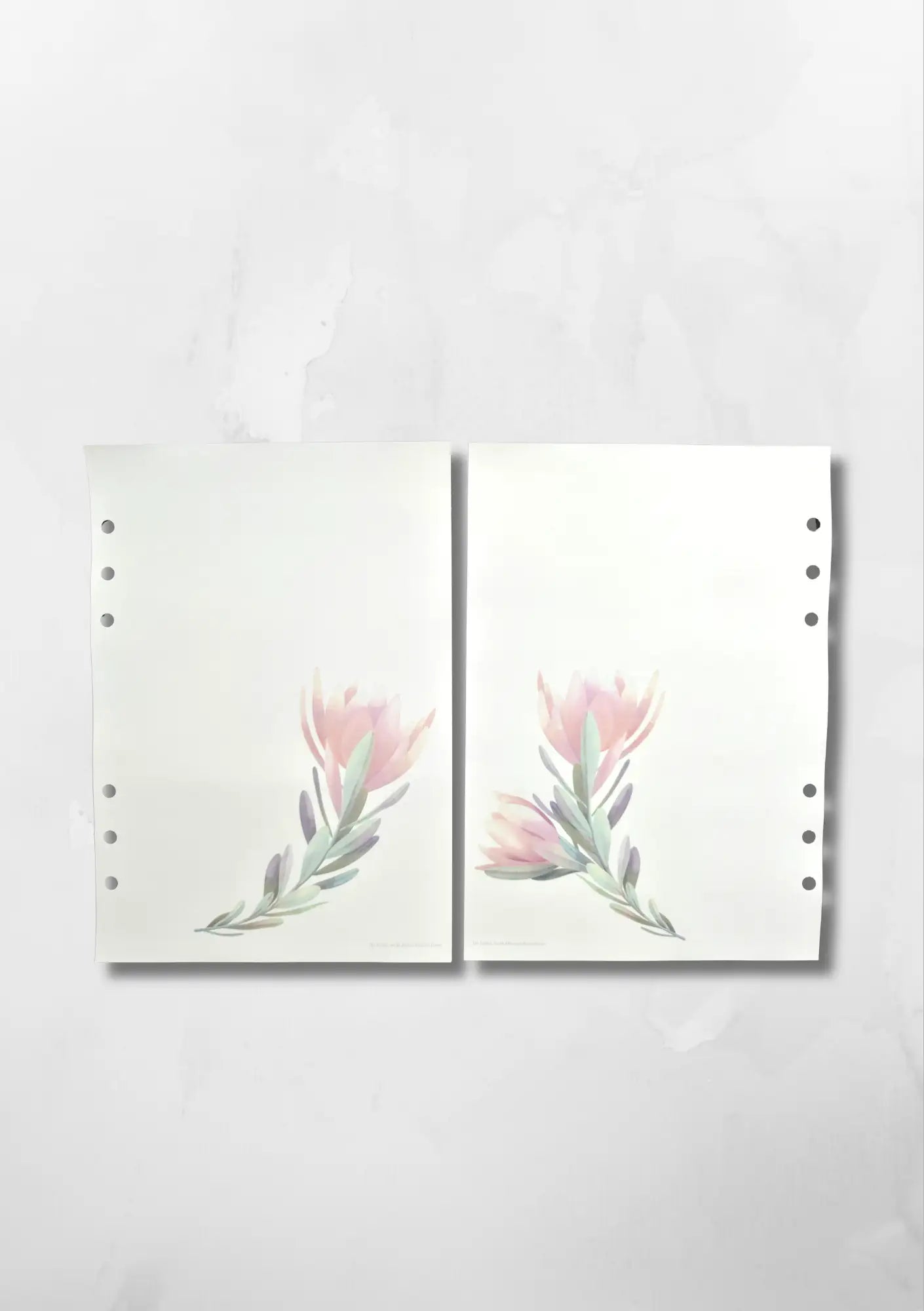 HERITAGE COLLECTION - PROTEA