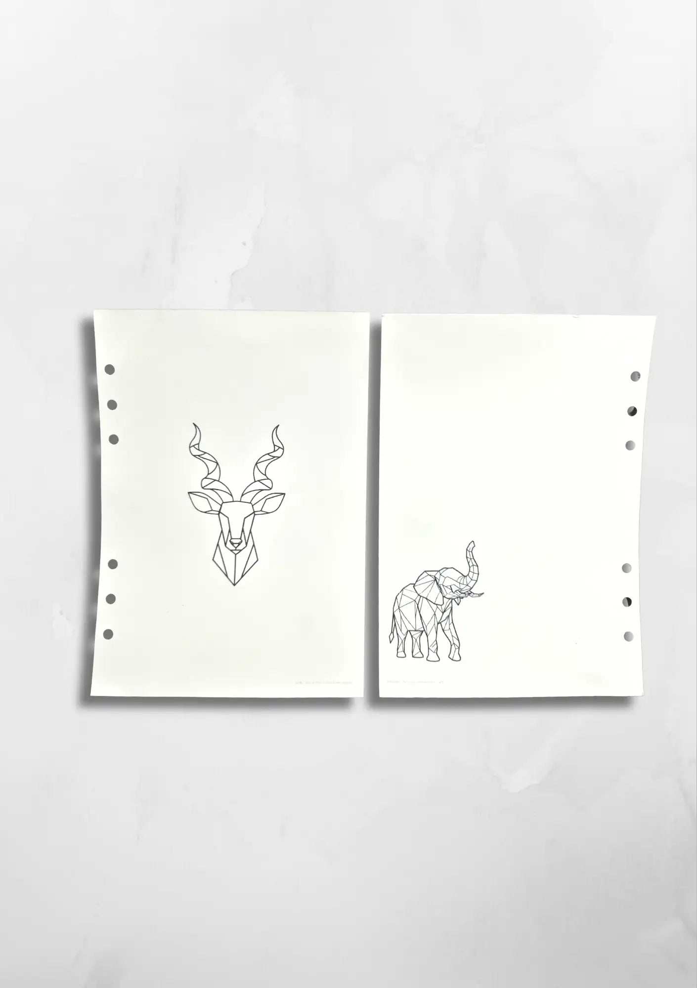 WILD COLLECTION - DIVIDER